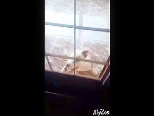 Mujer amateur y perro en una dura escena de zoofilia