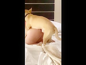 Femme infidèle et son aventure bestiale avec un chien