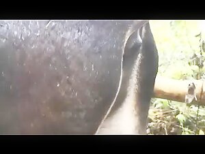 Woman licking a horse's anus