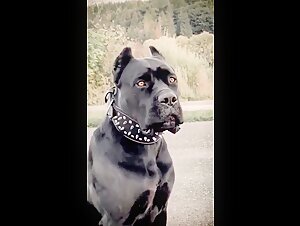 Woman and dog Cane Corso: a story of passionate bestiality