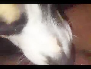 Video di zoofilia con un cane