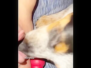 Sexe extrême avec un chien : une expérience bestiale