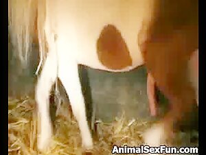 Vidéo de sexe bestialité avec un cheval