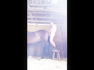 Bestiality sex: Man and horse