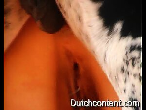 Zoophilie-Video: Unterwurfige Hundin wird von einem Hund in den Arsch gefickt