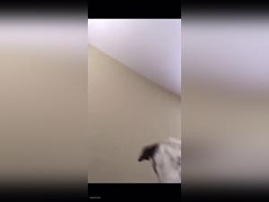 Focken mit wilder Hund