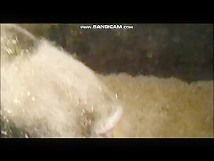 Grosses Schwein in freier Wildbahn: Zoophilie-Video