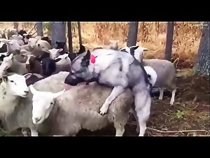Zoophilic Apocalypse: Pastoral yfirrad yfir undirgefid lamb