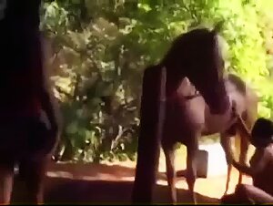 Bestiality sex video: three women and a stallion