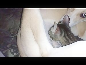 Pregnant Woman Breastfed by a Naughty Cat - Bestiality Sex Video