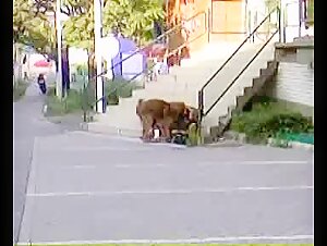 Video di sesso bestialita: cane femmina ubriaco e cane randagio