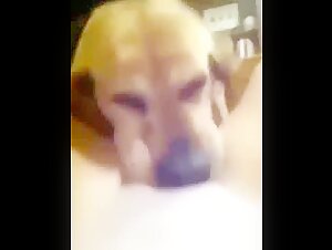 Sex videos with dogs