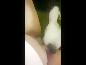 Husky Licking - Découvrez le Monde de la Bestialité