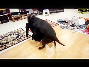 Vidéo Bestialité : Une Expérience Extrême avec un Chien