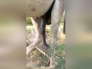 Bestial Debauzery: Giant Donkey, Extreme Sex
