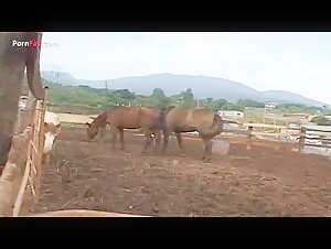 Encuentro apasionante: caballo y transexual