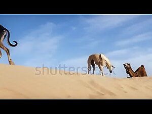 Sloughi en action : une vidéo érotique unique