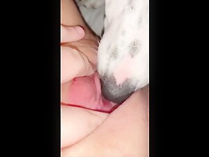 Vidéo de sexe bestialité avec un chien