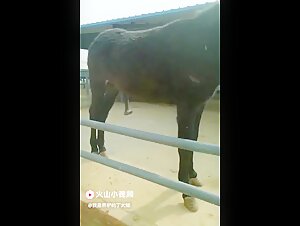 Woman and horse: a beastly encounter on video