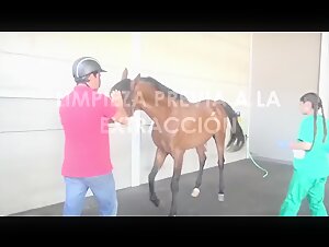 Woman and horse: an exciting zoophilia video