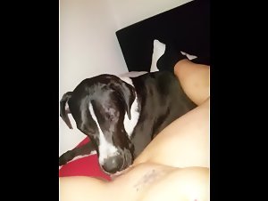 Bestiality sex video: a woman and her dog