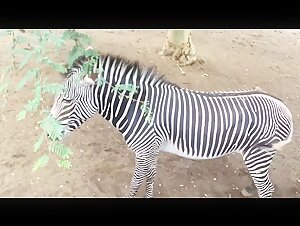 Zoophilie-Szene mit einem Zebra