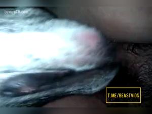 Disfrute bestial, maldita sea para el perro