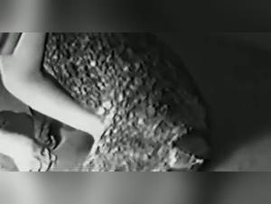 Wilde Obsessionen: Entdecken Sie das weibliche-tierische Geschlecht