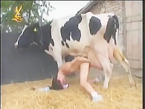 Woman and cow: a shocking scene of zoophilia