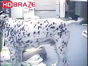 Dalmatian's Forbidden Games