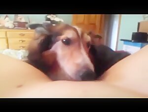 Submissive woman lets herself be dominated by her dog