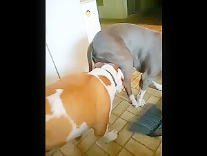 Bestiality sex video: two dogs in an intimate relationship