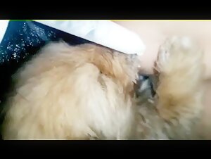 Feeding a puppy in a very special way