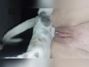 explosions de lust bestiale : creampie canine extrême