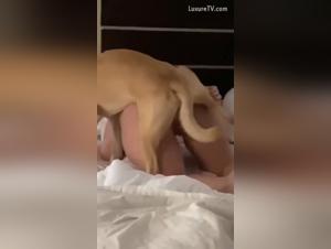 Lushia de animales: monstruo en las sabanas