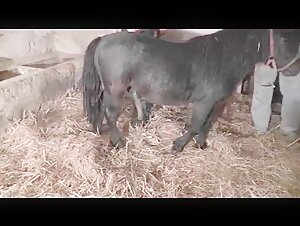 Rencontre interdite : une femme et un cheval