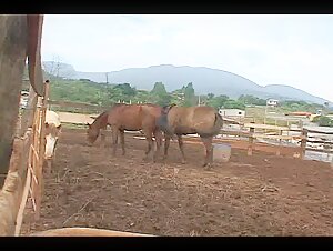 Vidéo de zoophilie avec un cheval