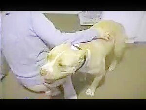 Milf Fucked by a Dog - Hot Bestiality Video