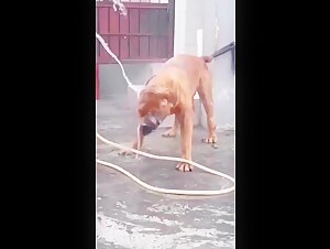 Video di sesso con cani - Mio Dio, che cane impressionante!