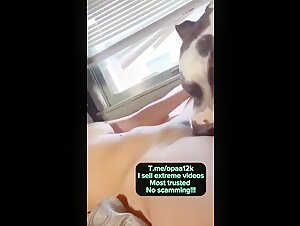 Schone junge brunette Frau und Hund in Bestialitatsvideo