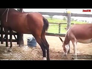 Delizie selvagge: dominio canino equestre
