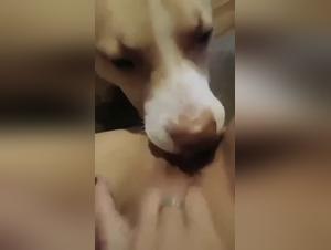Ad fokka med hund, mikil reynsla