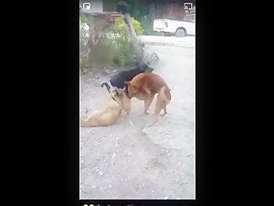 Video de zoofilia: una mujer y un perro en un video duro