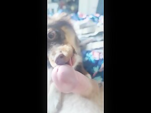 Experiencia de sexo bestial con un perro