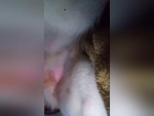 Orgia canina: fa schifo e dominio