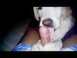 Bestiality sex videos featuring dogs and real women