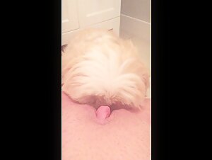 Sexe avec un chien dans une salle de bain