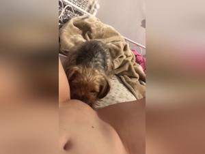 野生動物のオルガスム：非常識な犬の支配