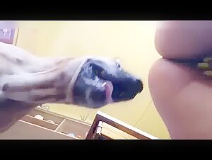 Video di sesso bestiali con cani