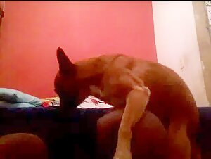 Petit Chien Coquin dans une Vidéo Bestiale